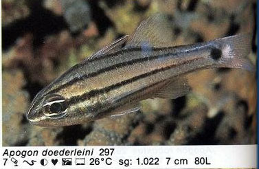 Apogon doederleini